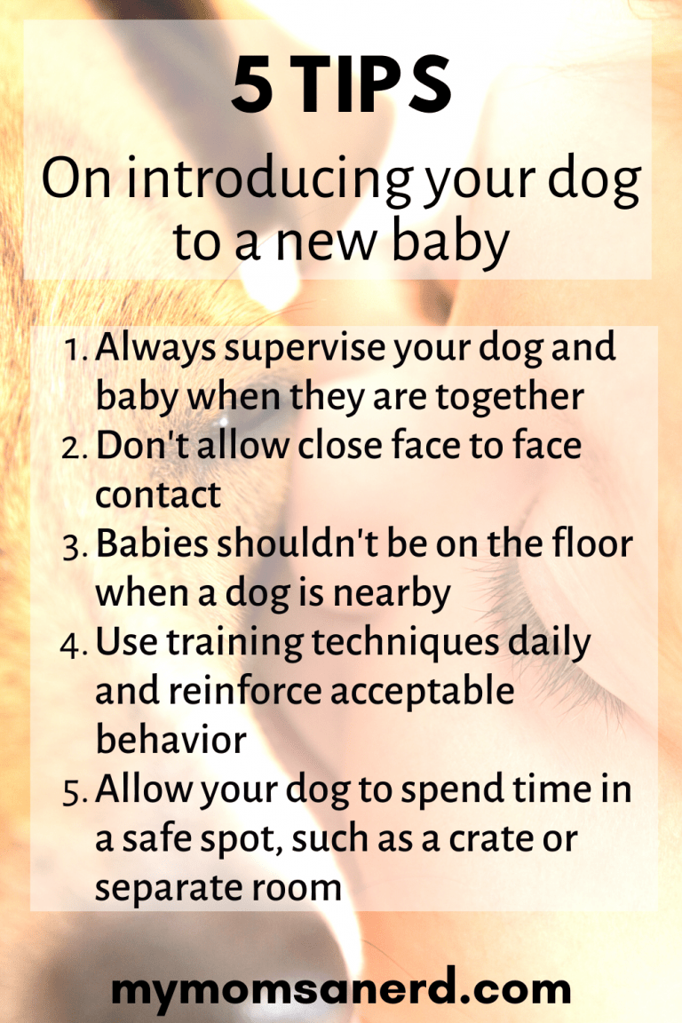 How to Introduce a Dog to Your Baby 5 Tips for New Parents • My Mom's