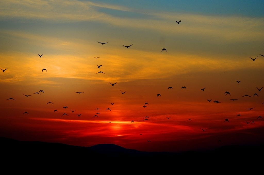 mountain sunset with birds