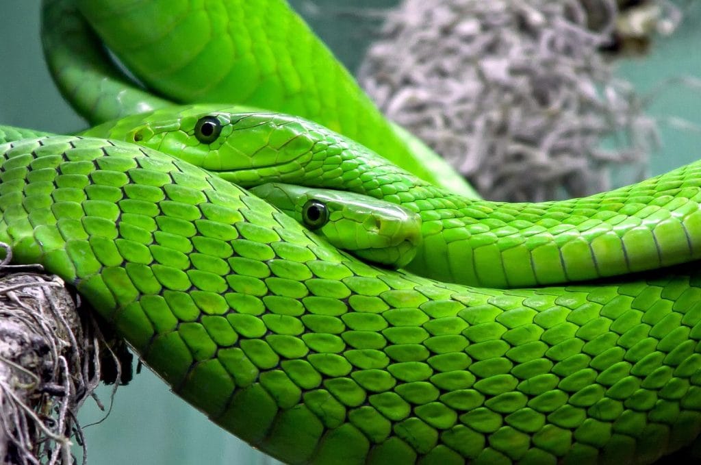 Names That Mean Snake or Serpent