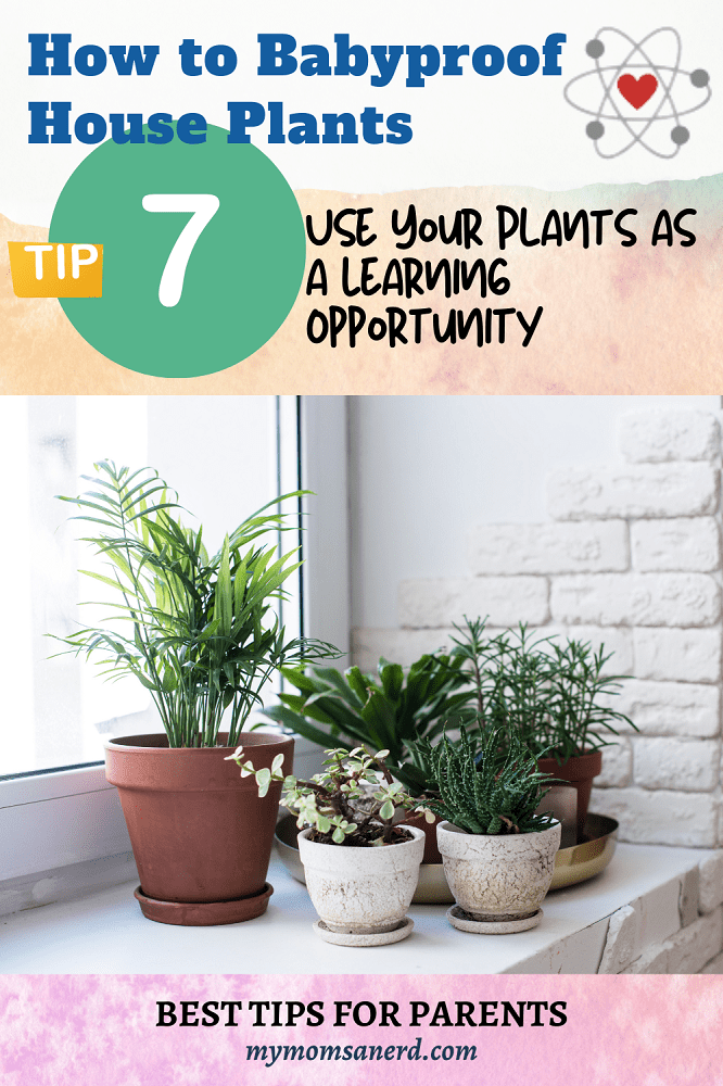 How to Babyproof House Plants